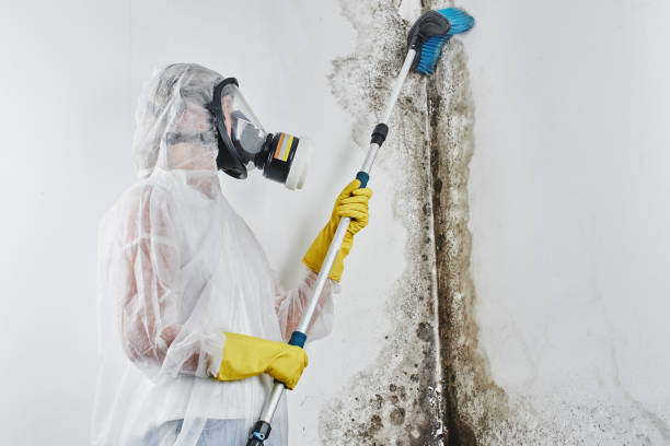 Best Mold Testing and Inspection Services in Columbus Grove, OH