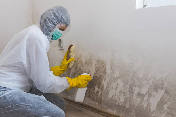 Best Industrial Mold Remediation in Columbus Grove, OH