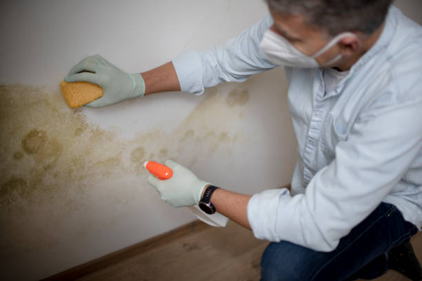 Best Commercial Mold Remediation in Columbus Grove, OH
