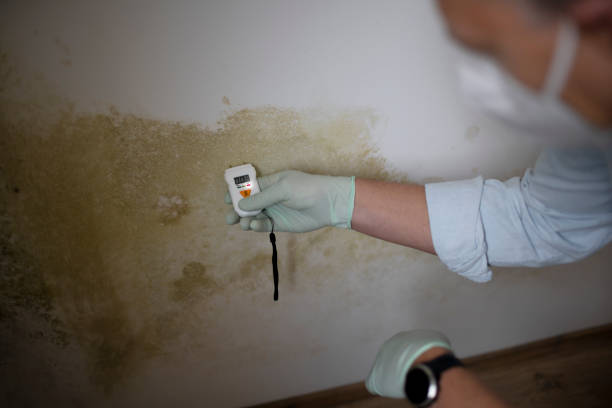 Trusted Columbus Grove, OH Mold Remediation Experts