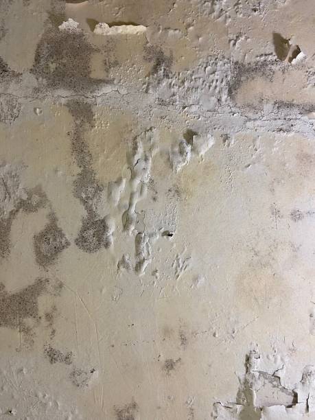 Best Preventive Mold Services in Columbus Grove, OH