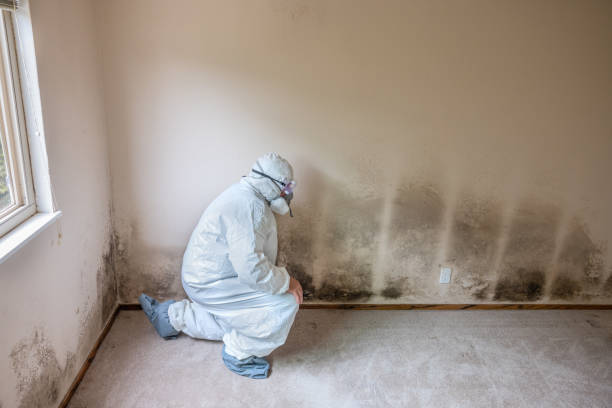 Best Residential Mold Remediation in Columbus Grove, OH