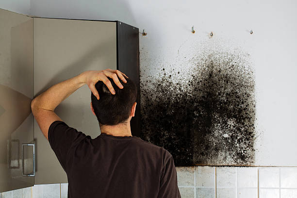 Best Insurance-Related Mold Remediation in Columbus Grove, OH